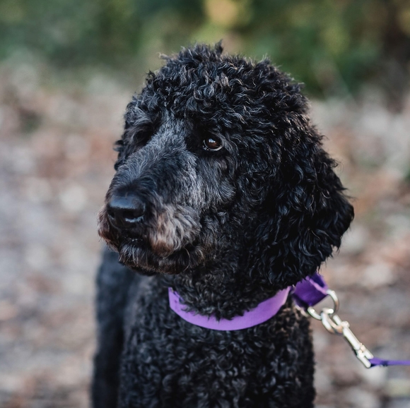 Meet your Posher, Sadie - Picture 4 of 4